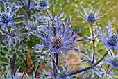 ERYNGIUM COBALT STAR