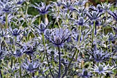 ERYNGIUM COBALT STAR