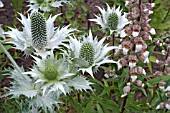 ERYNGIUM GIGANTEUM WITH DIGITALIS LANATA