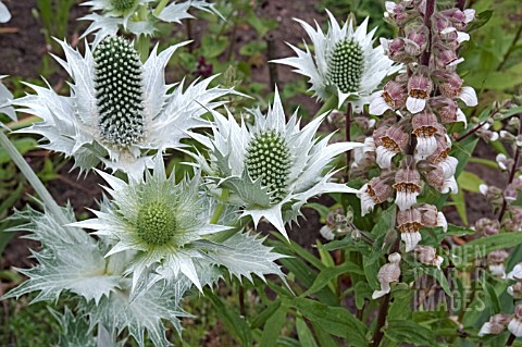 ERYNGIUM_GIGANTEUM_WITH_DIGITALIS_LANATA