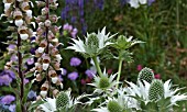 ERYNGIUM GIGANTEUM WITH DIGITALIS LANATA