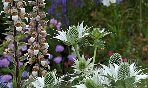 ERYNGIUM_GIGANTEUM_WITH_DIGITALIS_LANATA