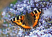 SMALL TORTOISESHELL BUTTERFLY ON BUDDLEJA DAVIDII