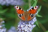 PEACOCK BUTTERLY ON BUDDLEJA DAVIDII