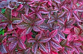 PARTHENOCISSUS HENRYANA LEAVES IN AUTUMN COLOUR