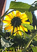 WILD SUNFLOWER VIEWED FROM BEHIND