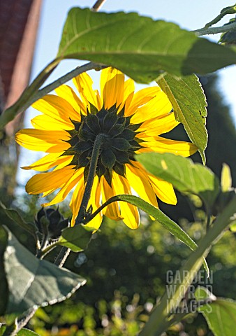 WILD_SUNFLOWER_VIEWED_FROM_BEHIND