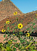 SUNFLOWER GROWN FROM WILD COLLECTED SEED IN WAKEFIELDS GARDEN