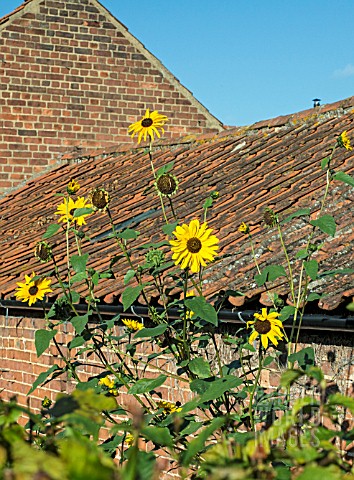 SUNFLOWER_GROWN_FROM_WILD_COLLECTED_SEED_IN_WAKEFIELDS_GARDEN