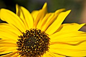 WILD SUNFLOWER HELIANTHUS ANNUUS SHOWING CENTRAL FERTILE FLORETS