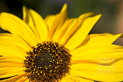 WILD_SUNFLOWER_HELIANTHUS_ANNUUS_SHOWING_CENTRAL_FERTILE_FLORETS