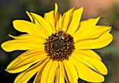 BUMBLE BEE ON WILD SUNFLOWER HELIANTHUS ANNUUS