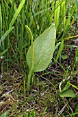 OPHIOGLOSSUM VULGATUM