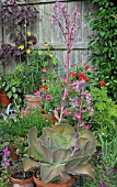 ECHEVERIA GIBBIFLORA AT WAKEFIELDS GARDEN