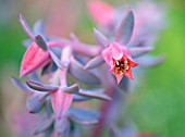 ECHEVERIA GIBBIFLORA