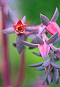 ECHEVERIA GIBBIFLORA