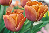 TULIPA BROWN SUGAR