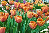 TULIPA BROWN SUGAR