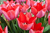 TULIPA TRICK