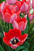 TULIPA TRICK