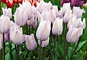 TULIPA SILVER CLOUD