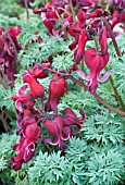 DICENTRA RED FOUNTAIN