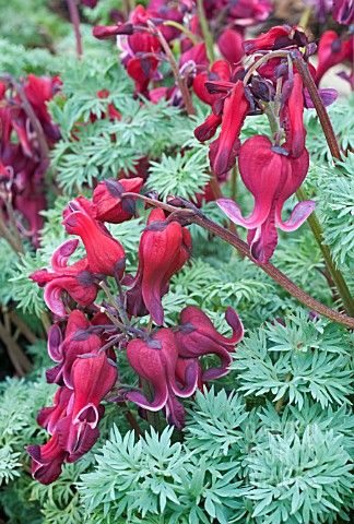 DICENTRA_RED_FOUNTAIN