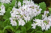 PRIMULA SIEBOLDII KASHIMA