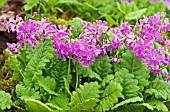 PRIMULA SIEBOLDII ESSIE