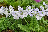 PRIMULA SIEBOLDII SPRING SONG