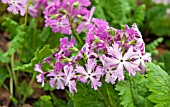 PRIMULA SIEBOLDII DUANES CHOICE