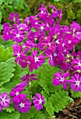 PRIMULA SIEBOLDII MIKADO