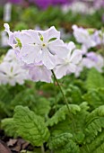 PRIMULA SIEBOLDII EDOMURASAKI