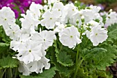 PRIMULA SIEBOLDII ALBA