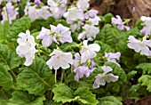 PRIMULA SIEBOLDII EDOMURASAKI