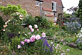 DRY BORDERS AT WAKEFIELDS GARDEN WITH PAEONIA AND ROSA