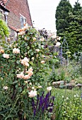 ROSA BUFF BEAUTY AT WAKEFIELDS GARDEN