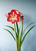 HIPPEASTRUM MINERVA