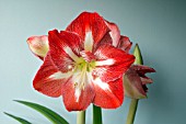 HIPPEASTRUM MINERVA