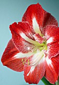 HIPPEASTRUM MINERVA