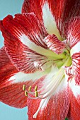 HIPPEASTRUM MINERVA