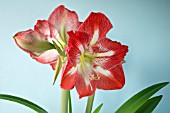 HIPPEASTRUM MINERVA