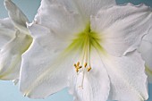 HIPPEASTRUM LUDWIG DAZZLER