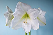 HIPPEASTRUM LUDWIG DAZZLER