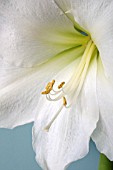 HIPPEASTRUM LUDWIG DAZZLER