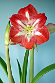 HIPPEASTRUM MINERVA