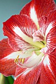 HIPPEASTRUM MINERVA