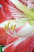 HIPPEASTRUM MINERVA