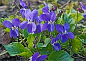 VIOLA ODORATA,  SWEET VIOLETS,  WILD BRITISH STOCK