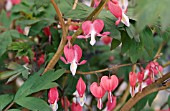 LAMPROCAPNOS VALENTINE syn DICENTRA VALENTINE